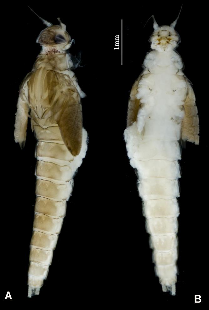 五月四節蜉物種圖（A.背面觀；B.腹面觀）。雄安新區生態環境監控中心供圖