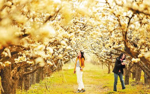 4月8日，第四屆雄安·雄州文化藝術(shù)節(jié)雄縣梨水灣生態(tài)園會(huì)場(chǎng)，游客們暢游萬(wàn)畝梨花。