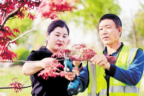 4月19日，雄安集團生態(tài)建設(shè)投資有限公司副總經(jīng)理、園林事業(yè)部部長武芳芳（左）在雄安新區(qū)悅?cè)莨珗@指導(dǎo)園林工人為樹木進行剪枝。
