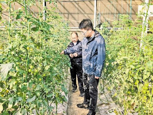 11月14日，雄安新區都市農業科技博覽園溫室大棚內，工作人員查看番茄長勢。本報記者 郝東偉攝
