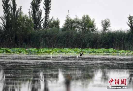 資料圖為7月16日,雄安新區白洋淀內的野生鳥類。 <a target='_blank' href='/'><p align=